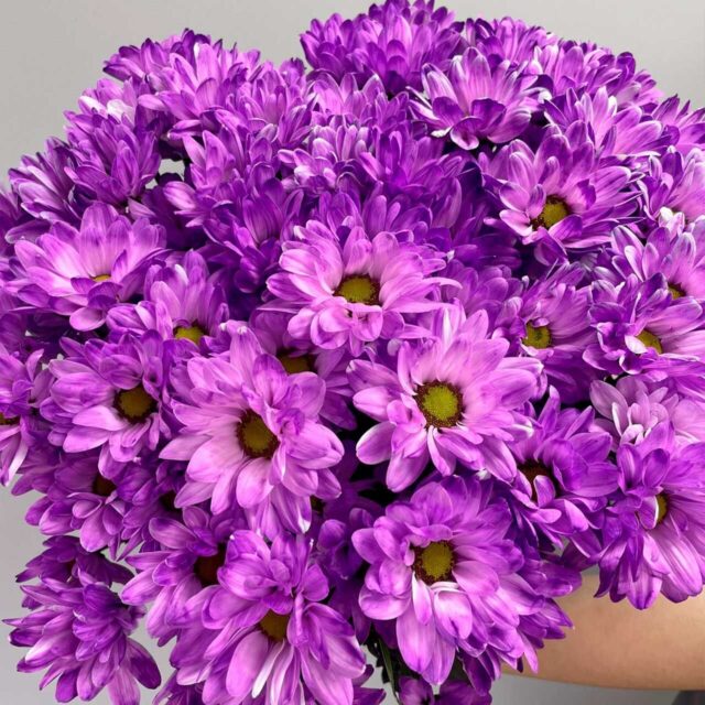 Хризантема кустовая фукси